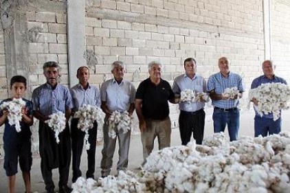 Pamukta sezonun ilk hasadı