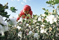 Pamukta üretim düştü, ithalat katlandı