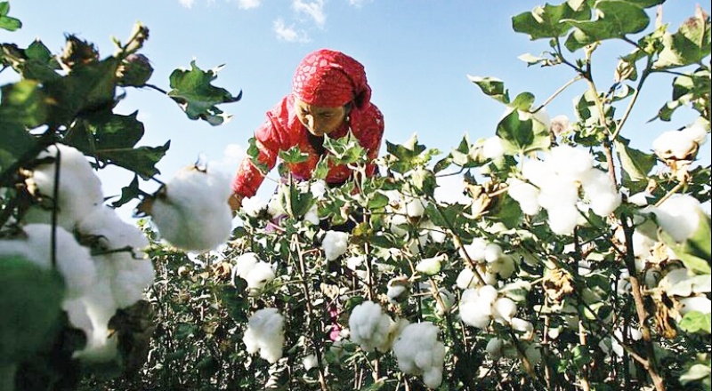 Pamukta üretim düştü, ithalat katlandı