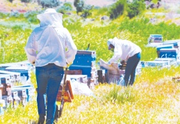 Pandemi en çok bal üreticilerine yaradı