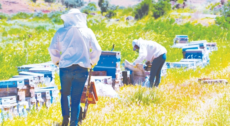 Pandemi en çok bal üreticilerine yaradı