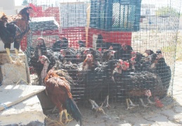 Pandemide tavuk yetiştiriciliği arttı