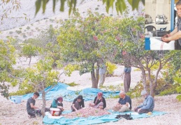 Pandeminin etkisi azalırsa Antepfıstığı satışı patlar