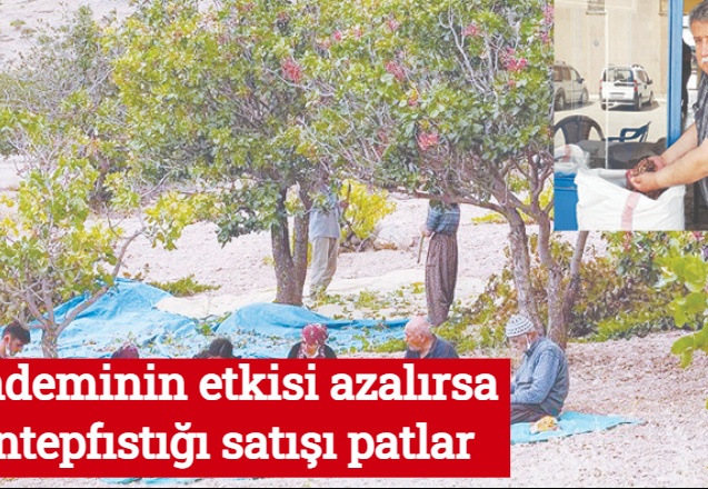 Pandeminin etkisi azalırsa Antepfıstığı satışı patlar