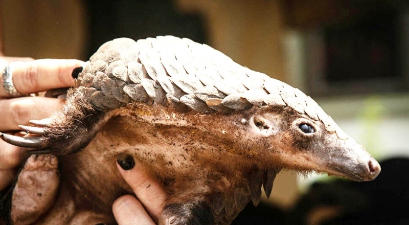 Pangolin koronavirüsünün yapısı insandaki virüsün yapısıyla benzerlik taşıyor