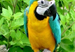 Papaganlar 3 bin liradan alıcı buluyor