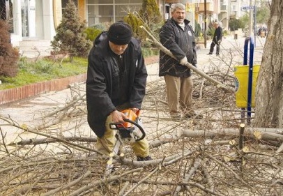 Parklar, ana arterler, refüjler, kavşaklar ve şehir girişlerindeki ağaçlar budanıyor