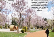 Parklarda, Pavlonya ve lale şenliği başladı