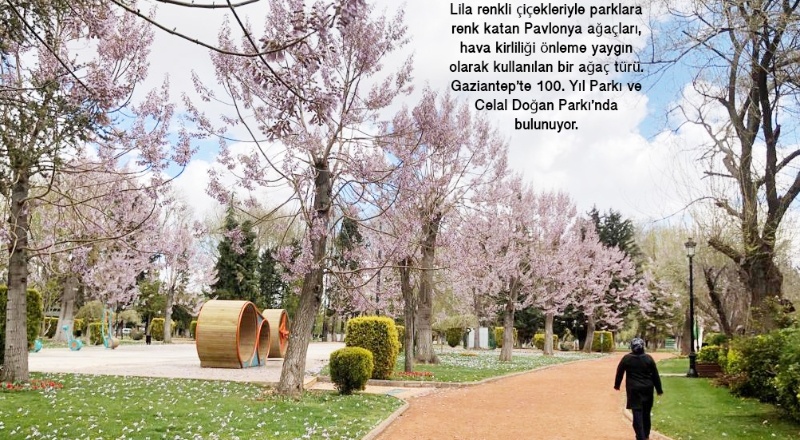 Parklarda, Pavlonya ve lale şenliği başladı