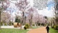 Parklarda, Pavlonya ve lale şenliği başladı