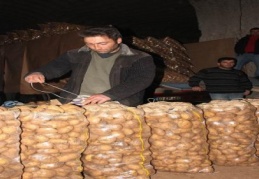 Patates düşüşe geçti