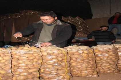 Patates düşüşe geçti