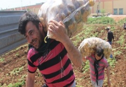 Patates fiyatları Rekanbet Kurumu’nun da gündeminde