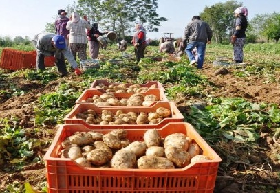Patates fiyatları yeniden yükseldi
