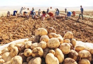 Patates fiyatlarında yüzde 366 artış
