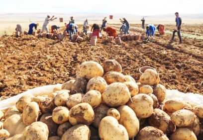 Patates fiyatlarında yüzde 366 artış