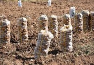 Patates ithalatında 200 bin ton tarife kontenjanı açıldı