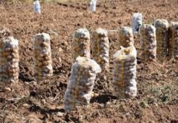 Patates ithalatında 200 bin ton tarife kontenjanı açıldı 