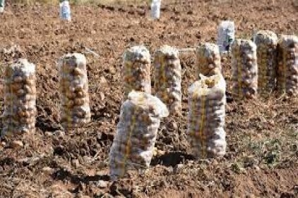 Patates ithalatında 200 bin ton tarife kontenjanı açıldı