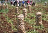 Patates tarlada 1 lira 70 kuruş pazarda 5 lira