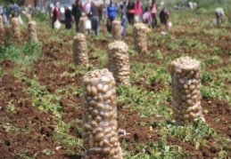 Patates tarlada 1 lira 70 kuruş pazarda 5 lira