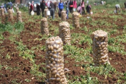 Patates tarlada 1 lira 70 kuruş pazarda 5 lira