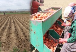 Patatesin fiyatı 1,5 liraya kadar düşer