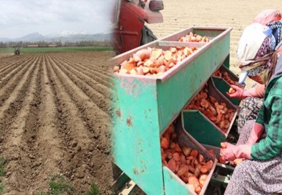 Patatesin fiyatı 1,5 liraya kadar düşer