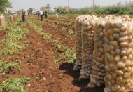 Patatesteki fiyat artışının arkasındaki şaşırtan iddia!