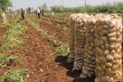 Patatesteki fiyat artışının arkasındaki şaşırtan iddia!