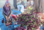 Patlıcan tarlada 25 kuruş