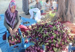 Patlıcan tarlada 25 kuruş