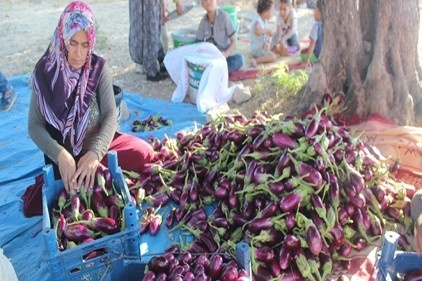 Patlıcan tarlada 25 kuruş