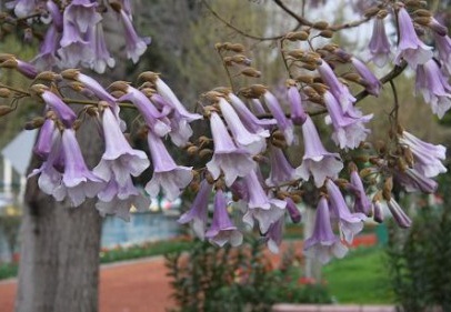 Pavlonyalar parkı lilaya boyadı