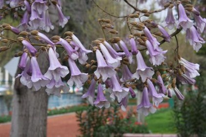 Pavlonyalar parkı lilaya boyadı