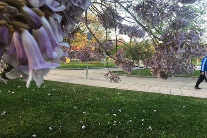 Pavlonyalar yıkılıyor