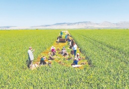 Pazar bulacağız gerektiğinde bazı ürünleri burada işleyeceğiz