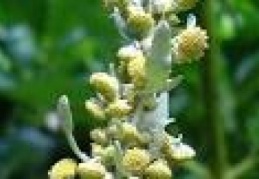 Pelin otu parazit düşmanı