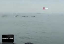 Pendik'te yunusların denizdeki gösterisi kamerada