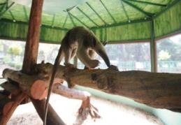 ''Perulu'' karıncayiyenler ilgi topluyor