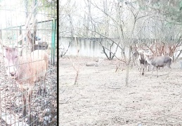 Pes! Hayvanat bahçesindeki geyiği çalıp, yediler!