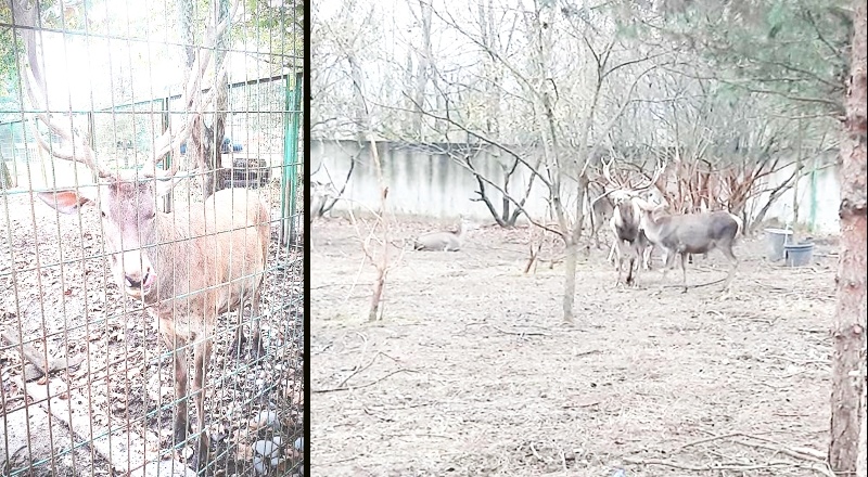 Pes! Hayvanat bahçesindeki geyiği çalıp, yediler!