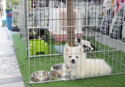 Pet-shoplarda kedi, köpek satışı yasaklandı