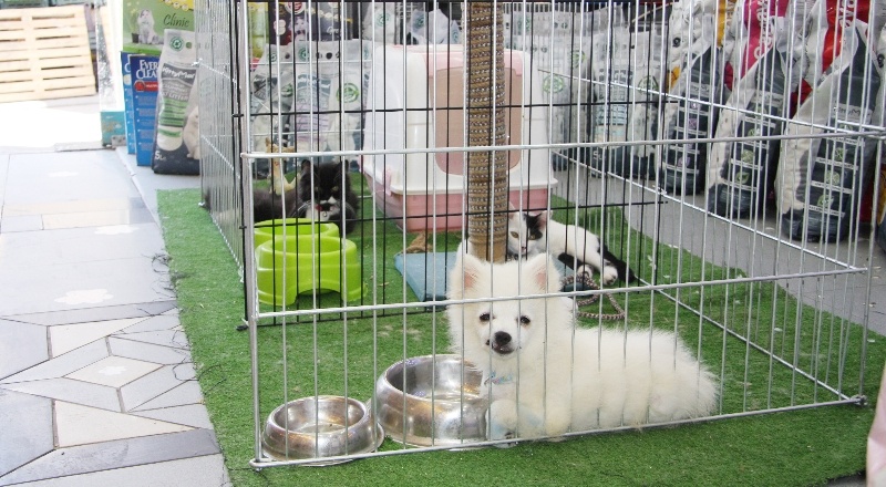 Pet-shoplarda kedi, köpek satışı yasaklandı
