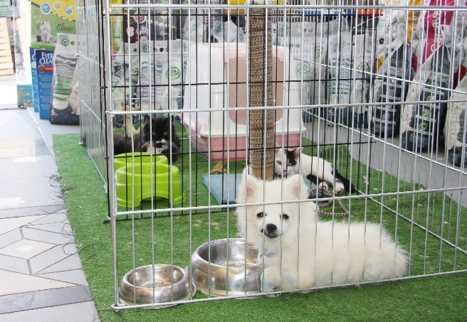 Pet-shoplarda kedi, köpek satışı yasaklandı