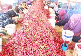 Petrol fiyatları yüzde 20, zirai ilaç yüzde 35 ve gübre yüzde 100 arttı