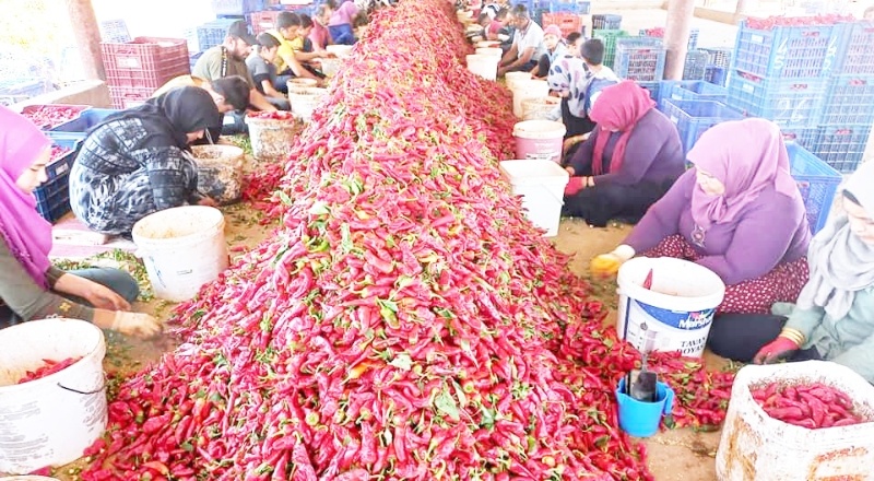 Petrol fiyatları yüzde 20, zirai ilaç yüzde 35 ve gübre yüzde 100 arttı