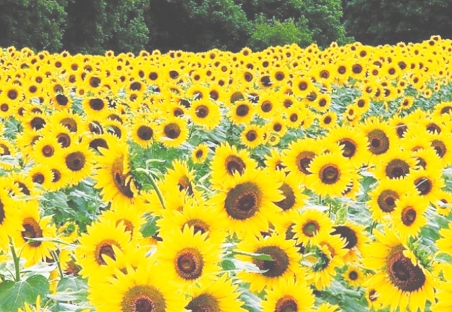 'Petrolden sonra en fazla dövizi ayçiçeğinin yağına ödüyoruz'