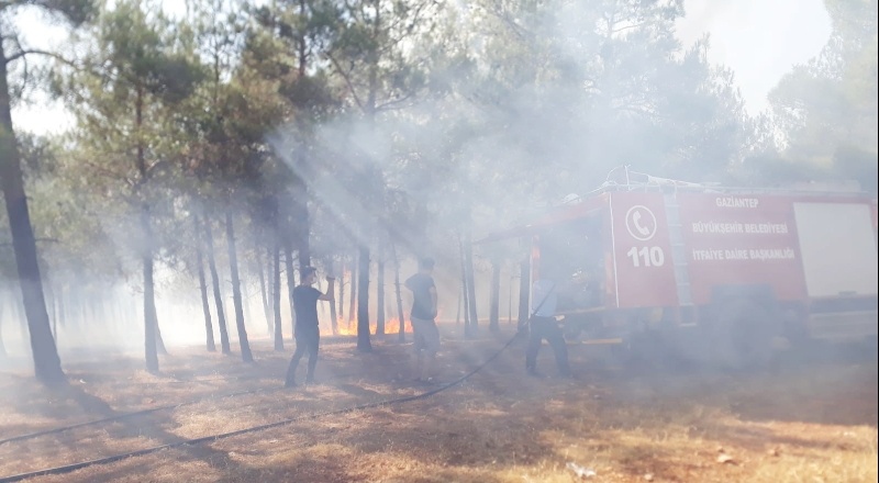 Piknikçiler ormanı yaktı