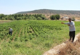 Piknikçiler tarlaları talan ediyor